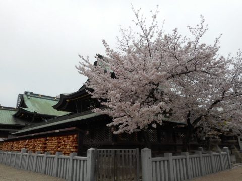 天満宮の桜