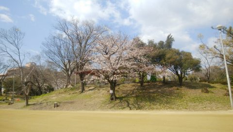 さくら　満開