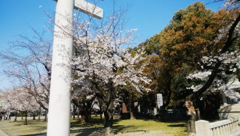 さくら　満開