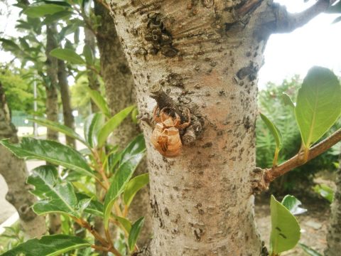 梅雨　ジョギング　セミ　ひまわり　体重