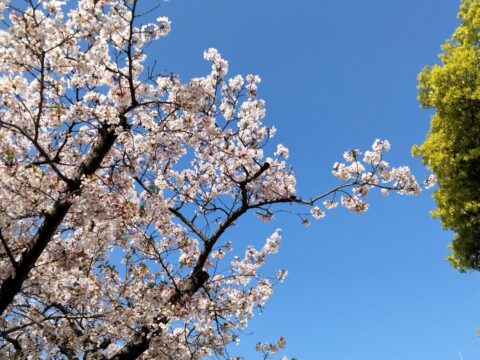 2023　天満宮　桜