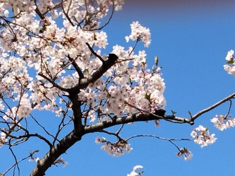 2023　天満宮　桜